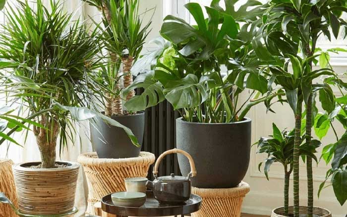 Houseplants